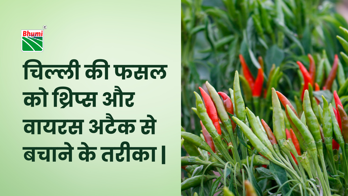 थ्रिप्स और वायरस अटैक इन चिल्ली क्रॉप्स