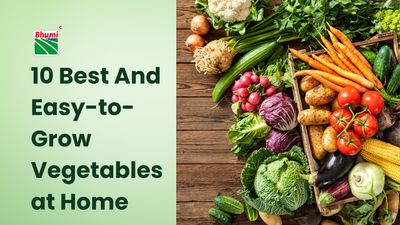 10 Best And Easy-to-Grow Vegetables at Home