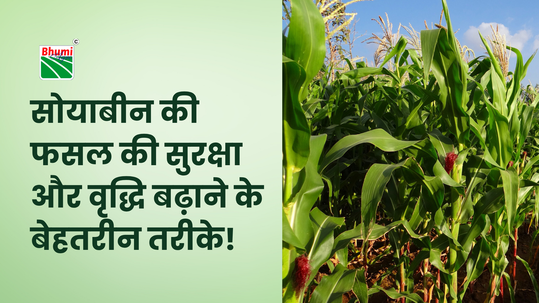 सोयाबीन की फसल की सुरक्षा और वृद्धि बढ़ाने के बेहतरीन तरीके!