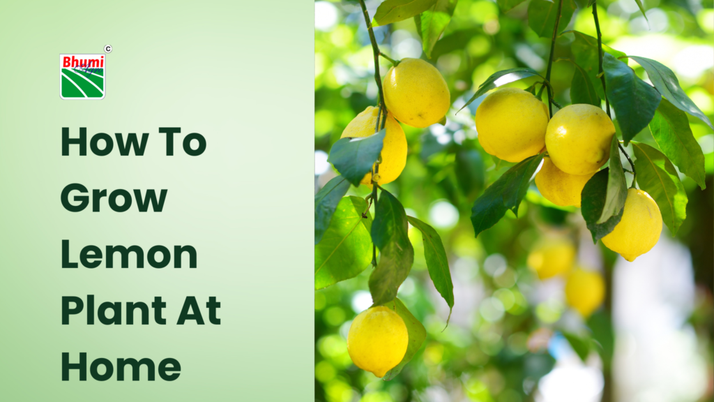 How To Grow Lemon Plant At Home – Complete Guide