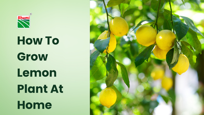 How To Grow Lemon Plant At Home – Complete Guide