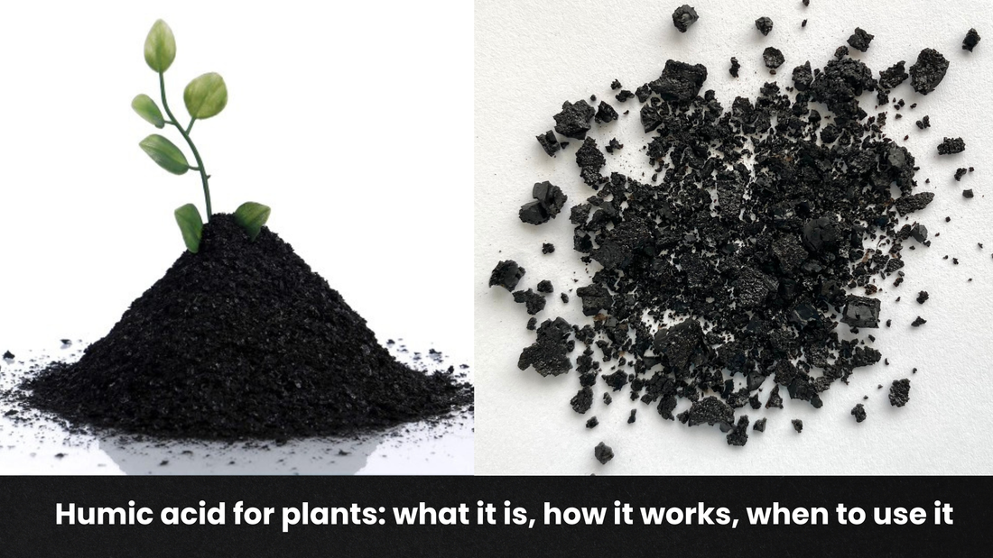 Humic acid for plants: what it is, how it works, when to use it