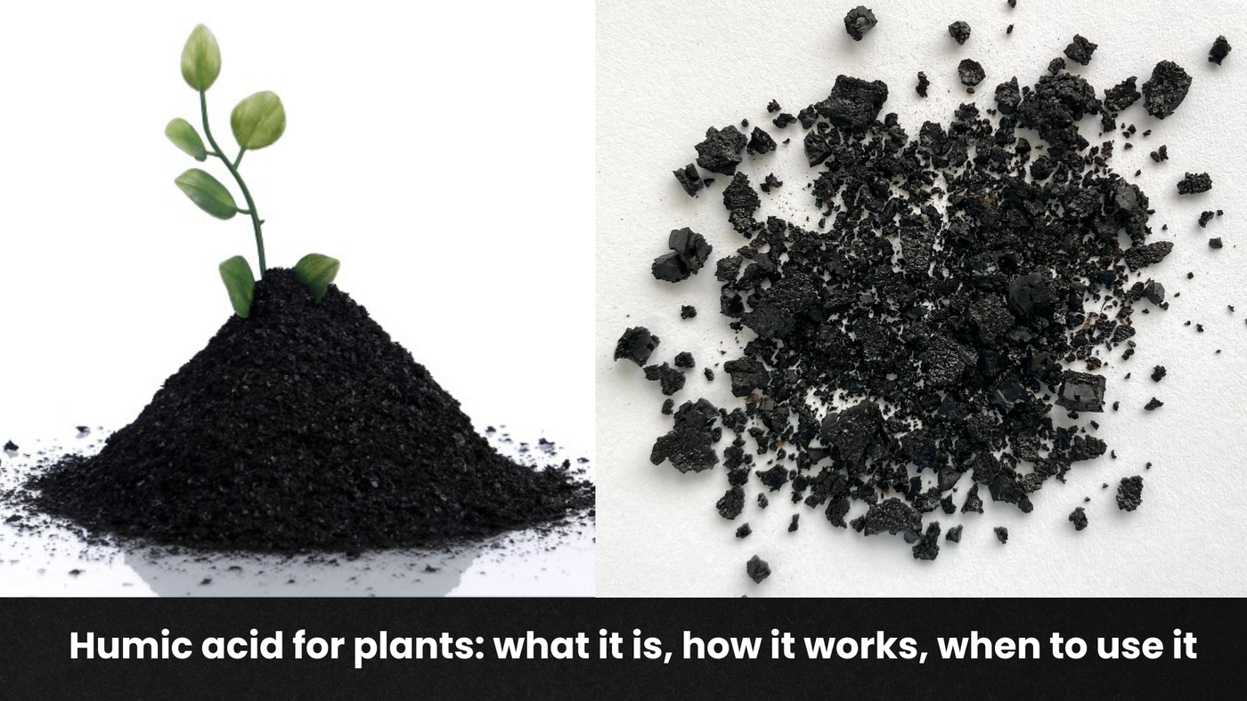 Humic acid for plants: what it is, how it works, when to use it