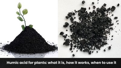 Humic acid for plants: what it is, how it works, when to use it