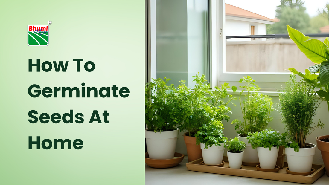 How To Germinate Seeds At Home In 5 Simple Steps