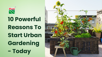 10 Powerful Reasons To Start Urban Gardening at Home