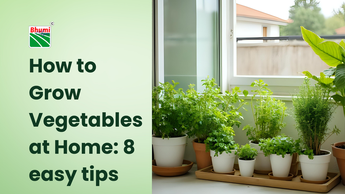  How to Grow Vegetables at Home: 8 easy tips