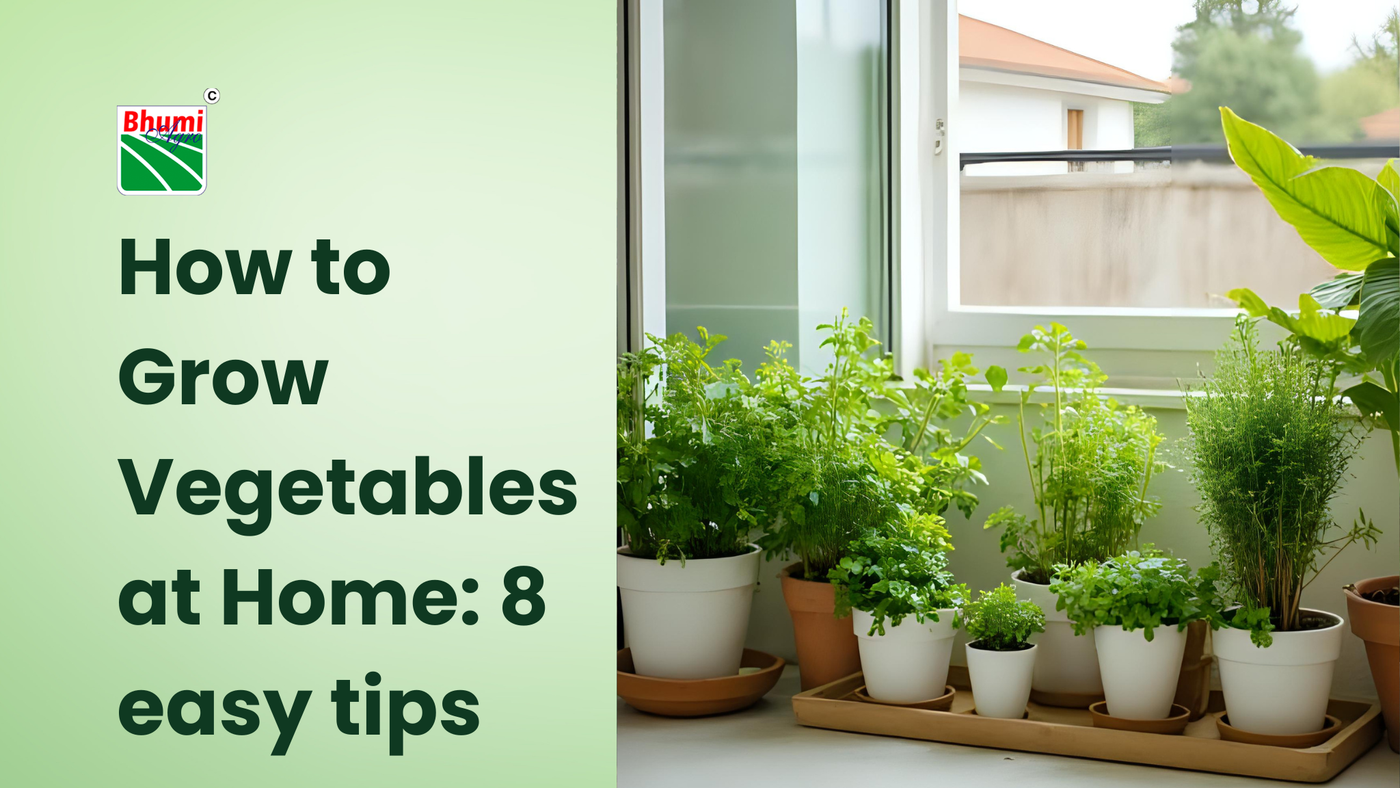 How to Grow Vegetables at Home: 8 easy tips