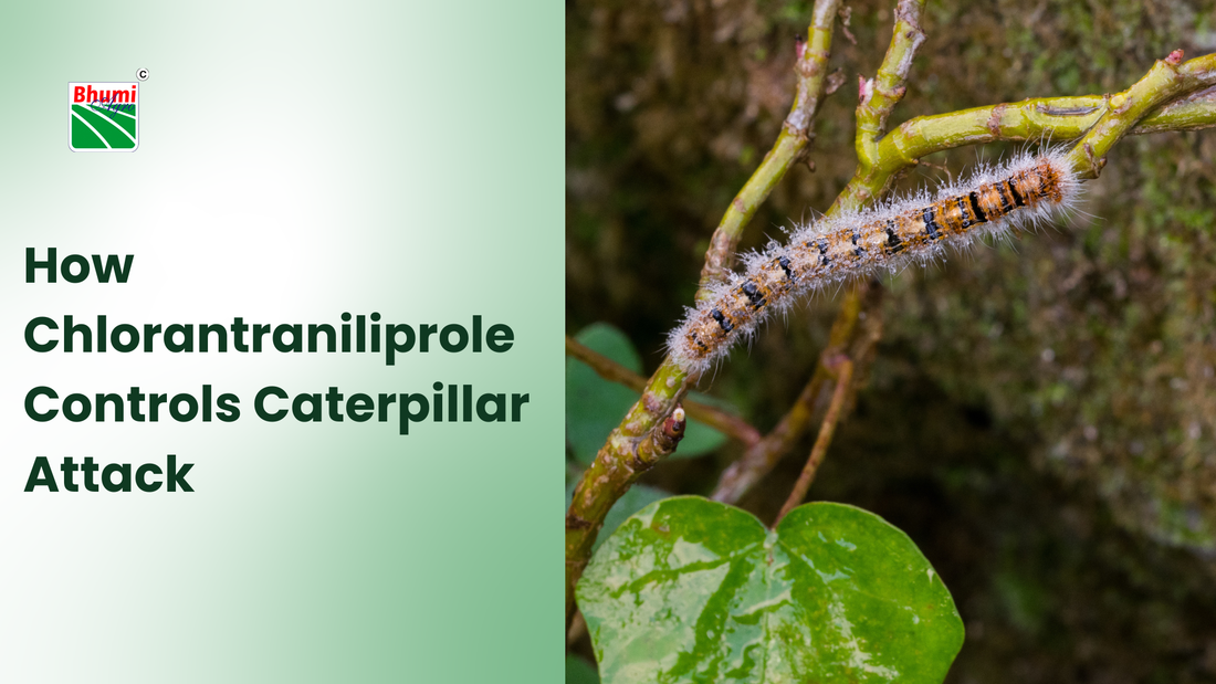 How Chlorantraniliprole Controls Caterpillar Attack