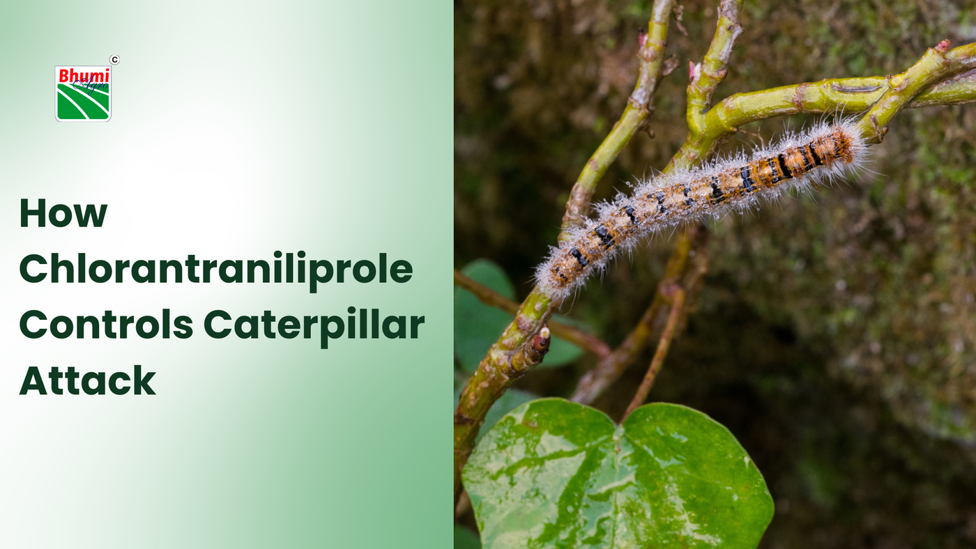 How Chlorantraniliprole Controls Caterpillar Attack