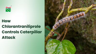 How Chlorantraniliprole Controls Caterpillar Attack