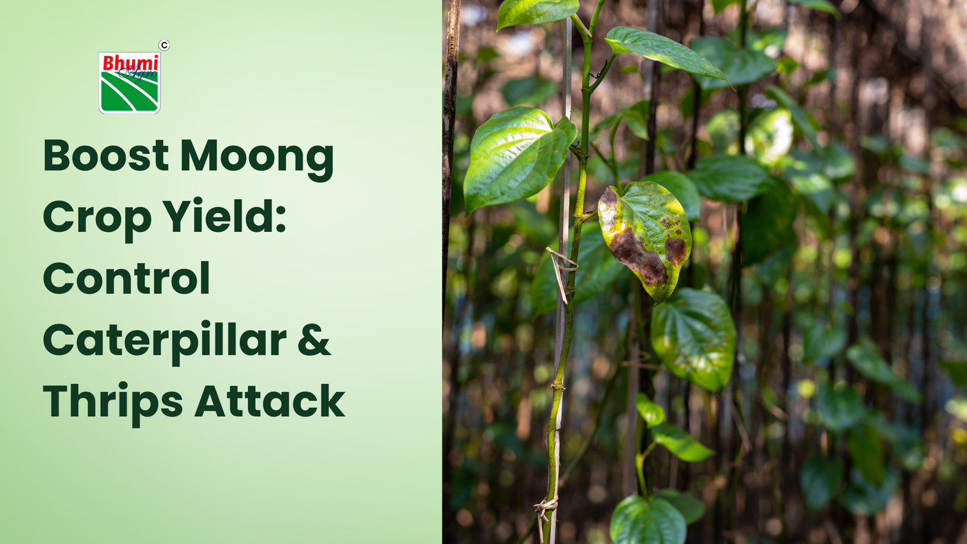 How to Increase Green Gram (Moong) Crop Yield