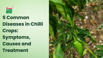 5 Common Diseases in Chilli Crops: Symptoms, Causes and Treatment