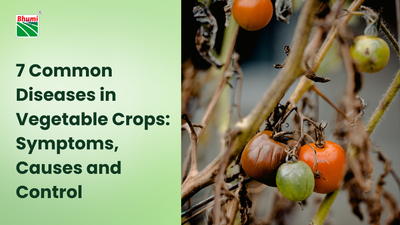 7 Common Diseases in Vegetable Crops: Symptoms, Causes and Control