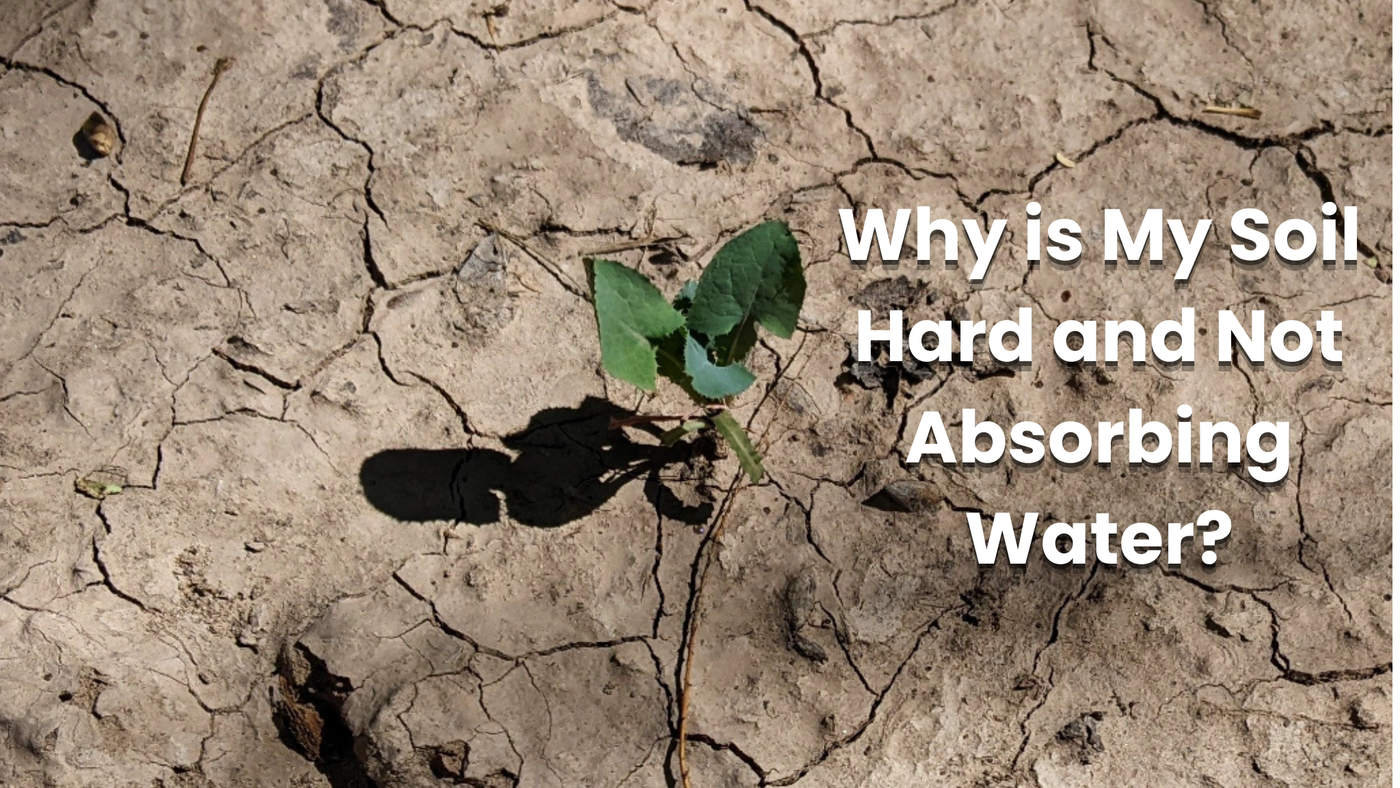 Why is My Soil Hard and Not Absorbing Water?