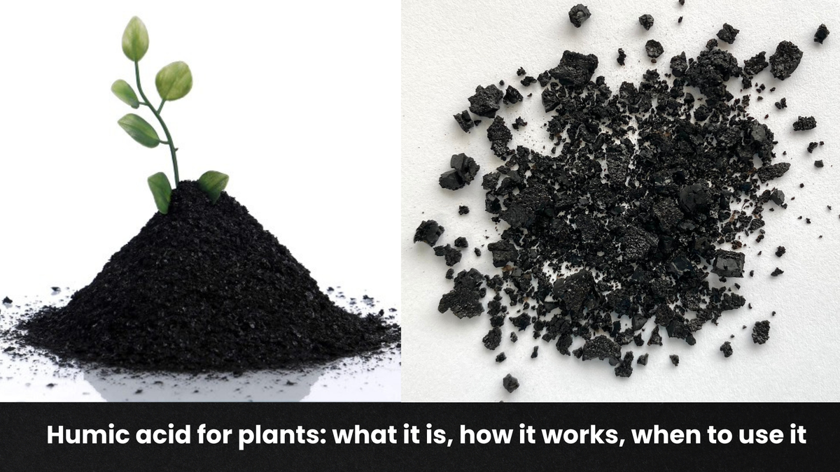 Humic acid for plants: what it is, how it works, when to use it