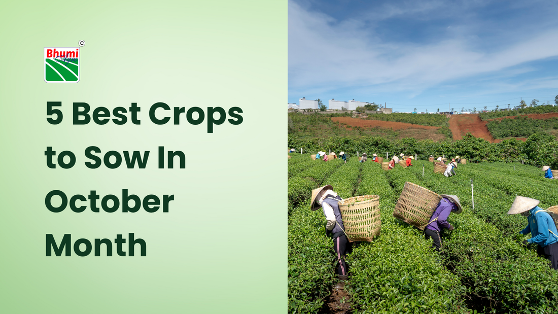5 Best Crops to Sow In October Month