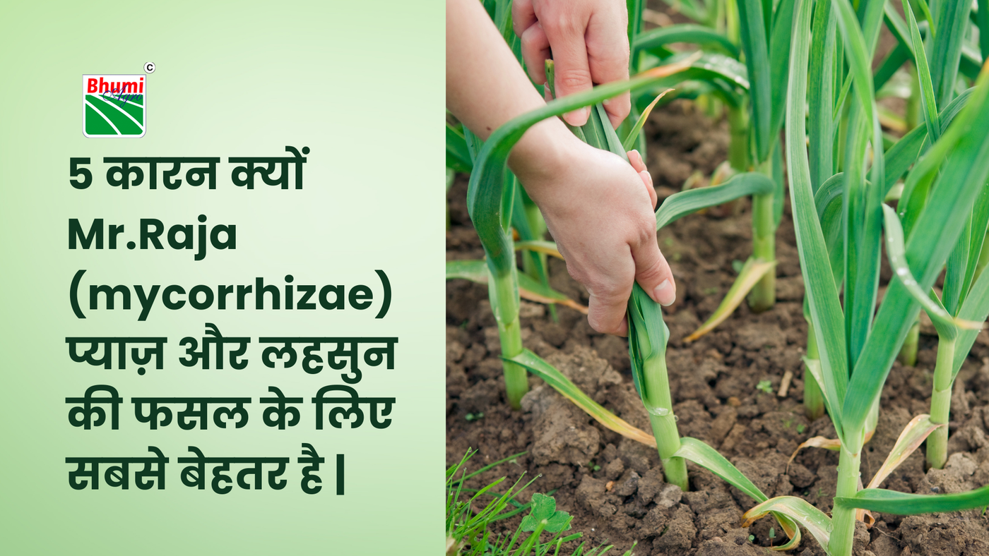 5 कारन क्यों Mr.Raja (mycorrhizae) प्याज़ और लहसुन की फसल के लिए सबसे बेहतर है 