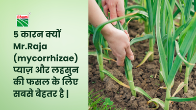 5 कारन क्यों Mr.Raja (mycorrhizae) प्याज़ और लहसुन की फसल के लिए सबसे बेहतर है