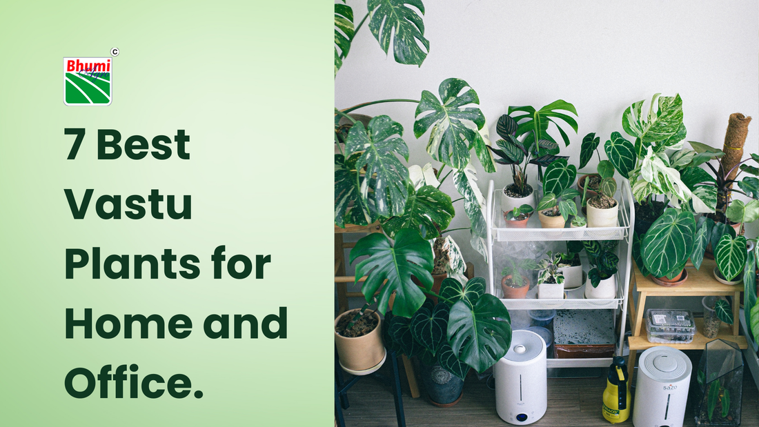 7 Best Vastu Plants for Home and Office
