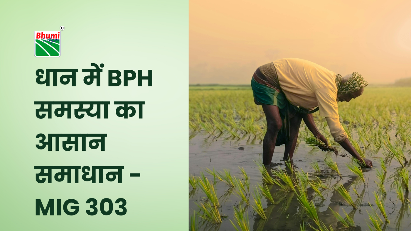 धान में BPH/माहू समस्या का आसान समाधान - MIG 303 
