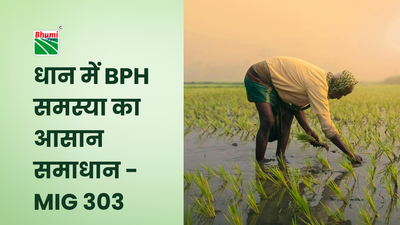 धान में BPH/माहू समस्या का आसान समाधान - MIG 303