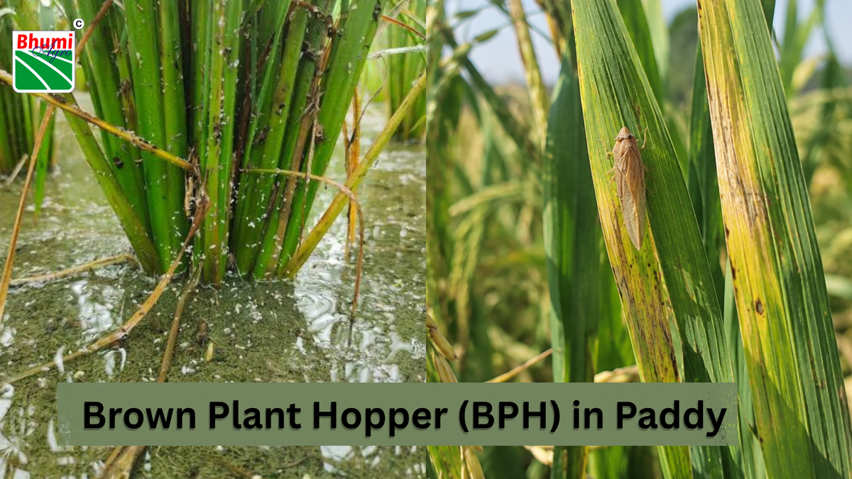 BPH in Paddy