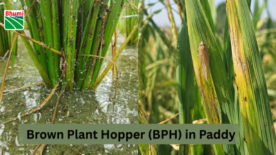 Brown Plant Hopper in Paddy: Symptoms, Causes, and Control