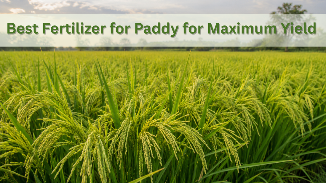 Best Fertilizer for Paddy