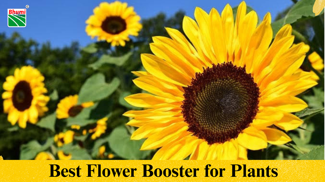 Best Flower Booster for Plants