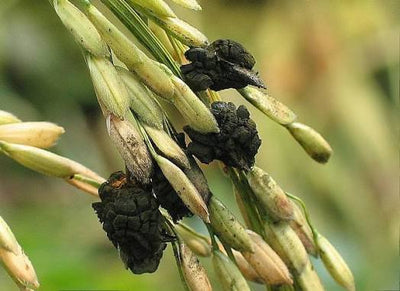 7 Paddy Diseases: Causes, Symptoms, and Control