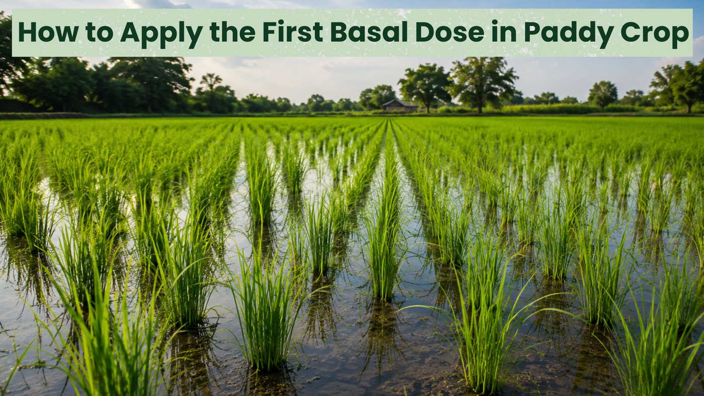 How to Apply the First Basal Dose in Paddy Crop