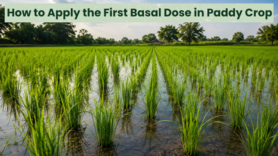 How to Apply the First Basal Dose in Paddy Crop