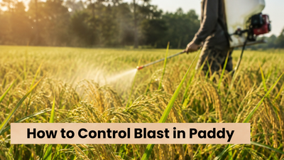 How to Control Blast in Paddy