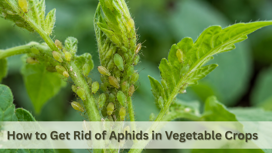 How to Get Rid of Aphids in Vegetable Crops