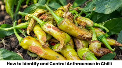 How to Identify and Control Anthracnose in Chilli