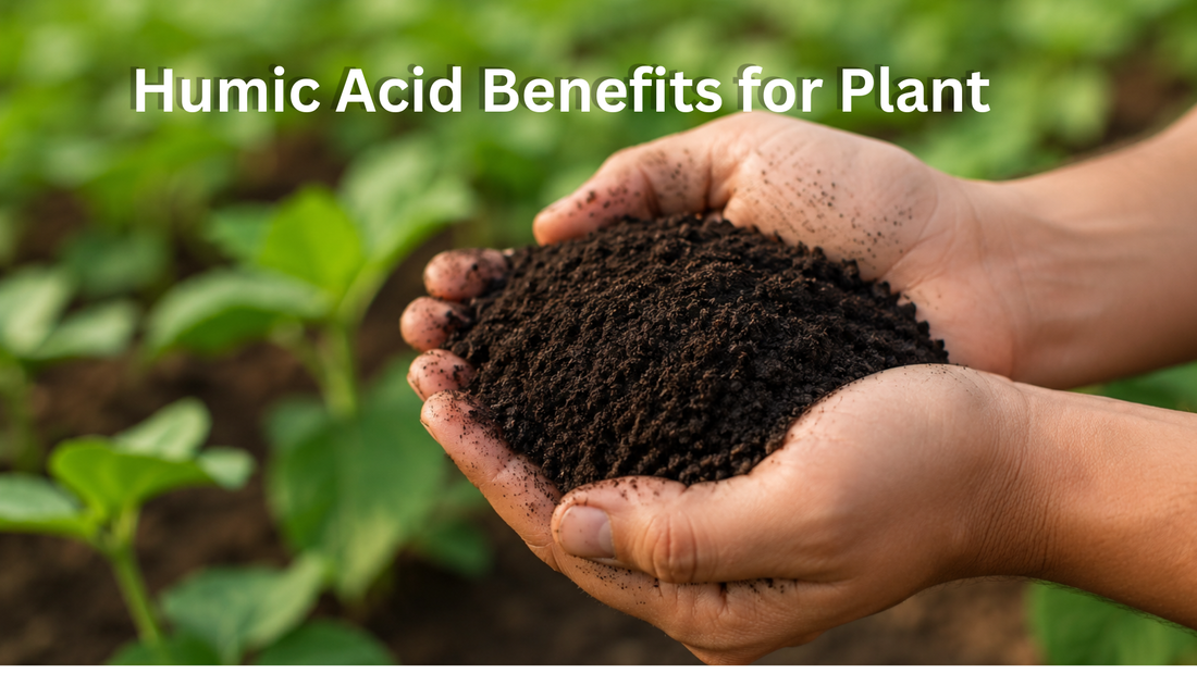 Humic Acid Benefits for Plant