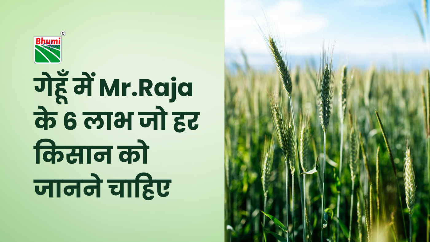 गेहूँ में Mr.Raja के 6 लाभ जो हर किसान को जानने चाहिए !