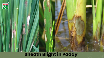 Sheath Blight in Paddy: How to Identify and Control it