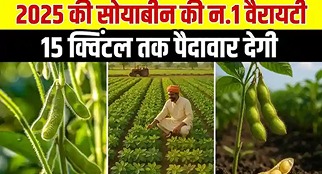 2025 की सबसे बेहतरीन सोयाबीन वैरायटी | ज्यादा उ...
