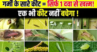 गर्मी के सारे कीट होंगे साफ - सिर्फ 1 दमदार कीट...