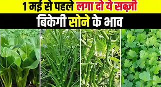 गर्मी के सारे कीट होंगे साफ - सिर्फ 1 दमदार कीट...