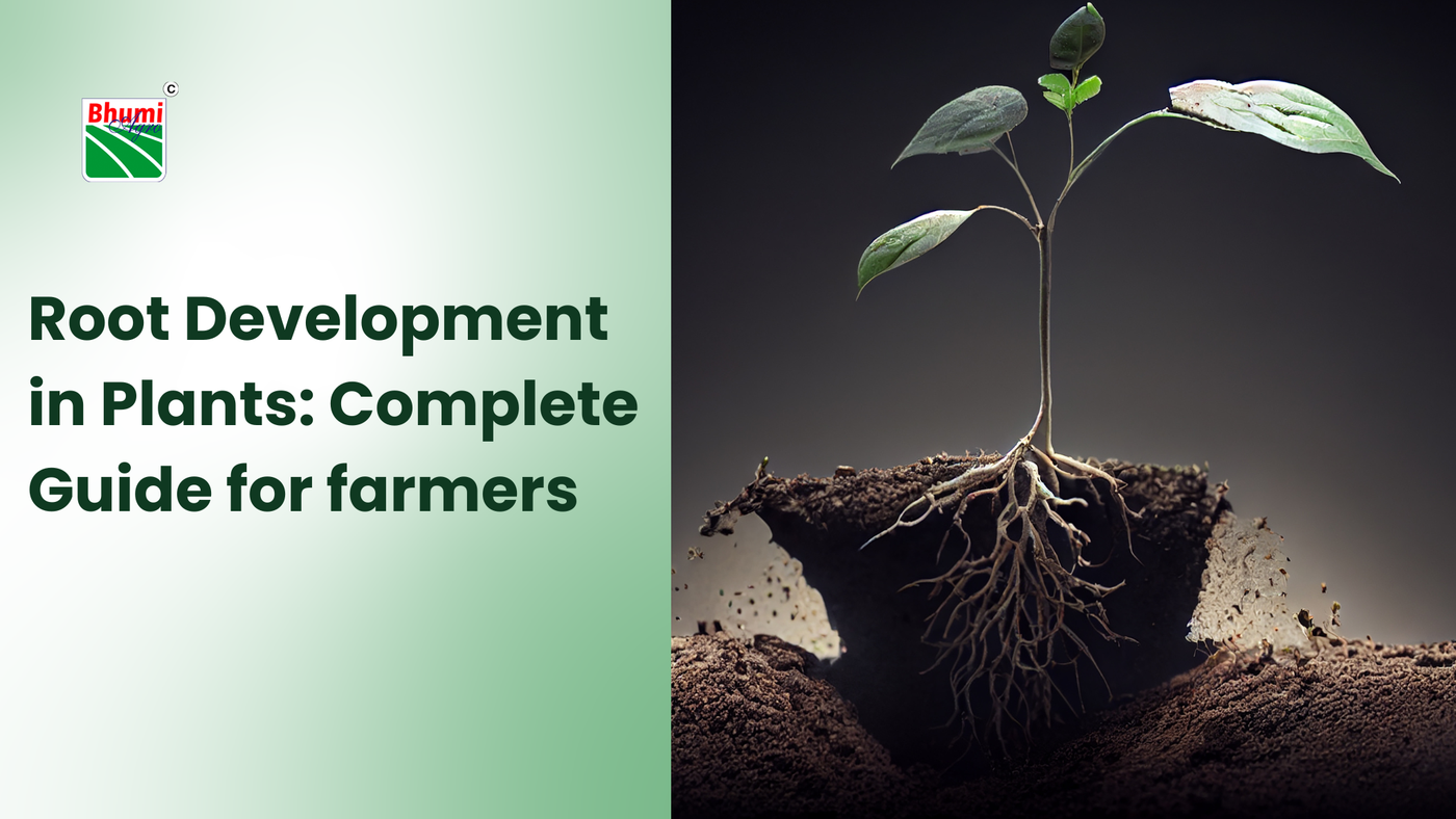 root development in plants