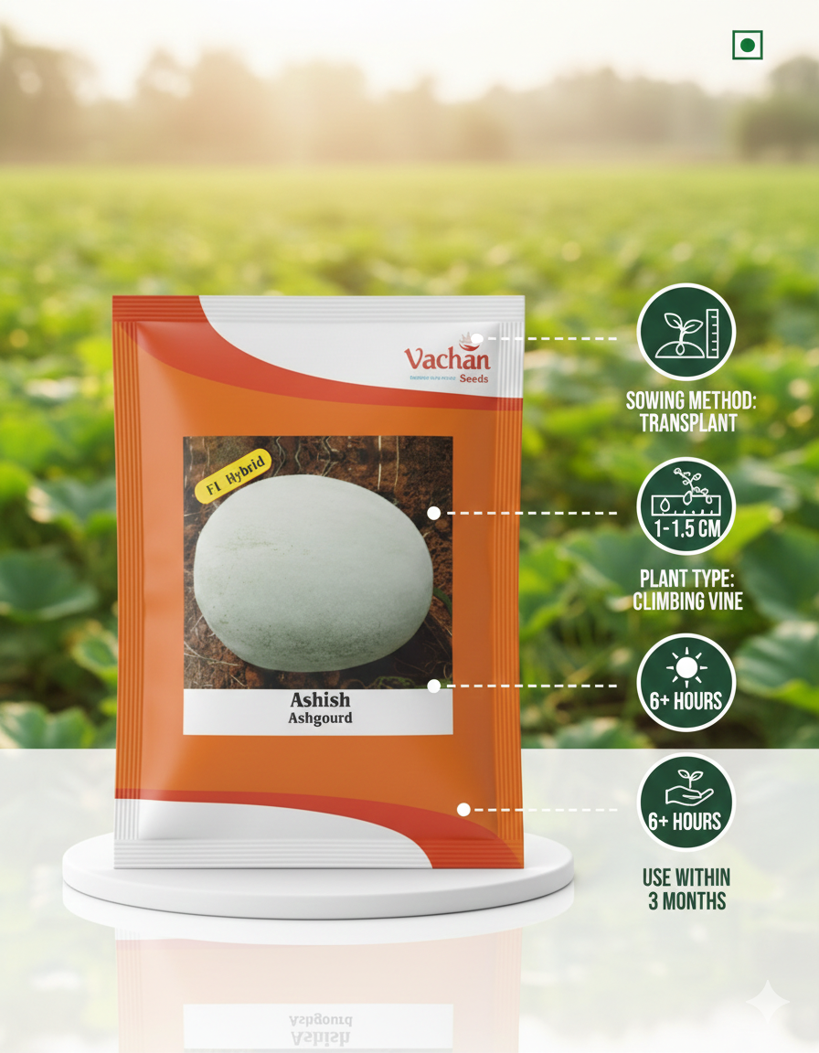 Ashish F1 Ash Gourd Hybrid | Home Gardening Seeds