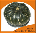 Aakash F1 Pumpkin Hybrid | Home Gardening Seeds