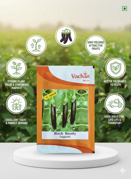ब्लैक ब्यूटी एफ1 बैंगन हाइब्रिड | घरेलू बागवानी के बीज