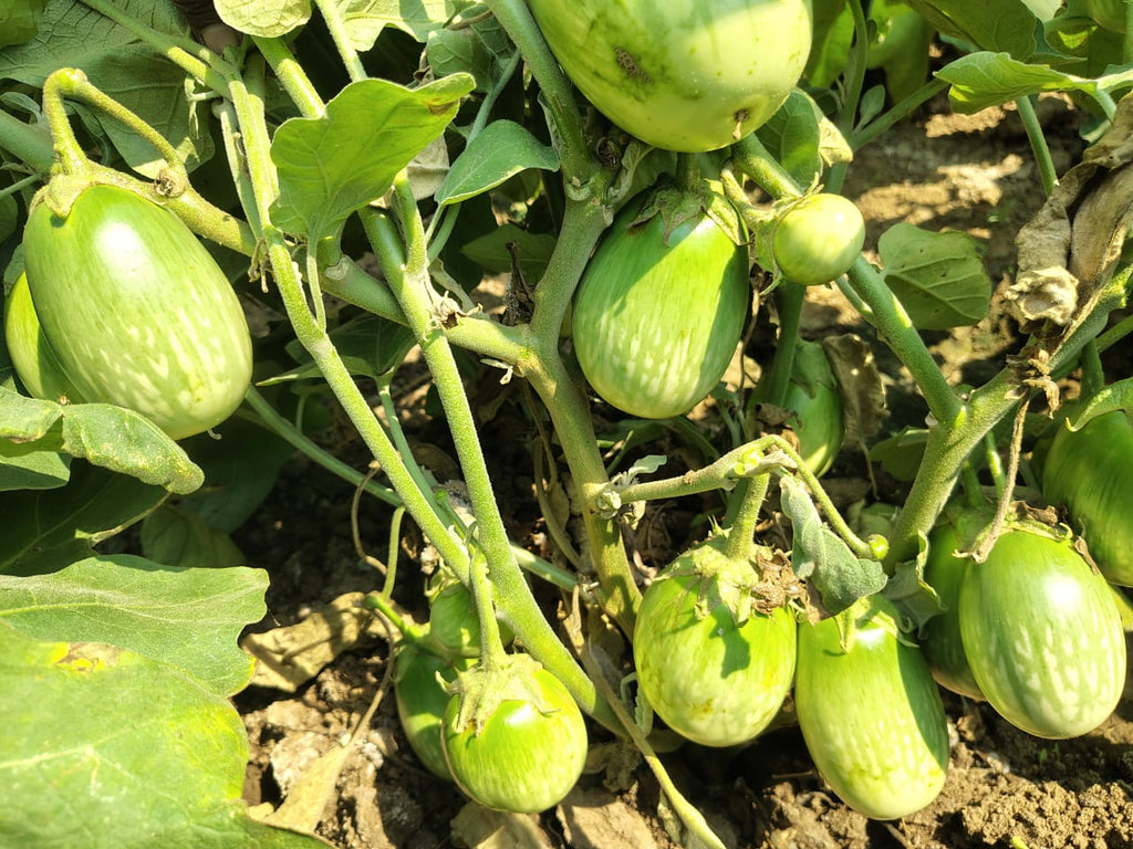 Brinjal seeds for rainy season