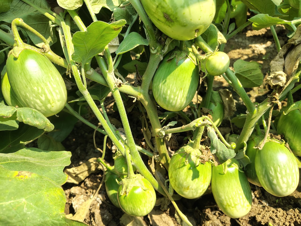 Brinjal seeds for rainy season