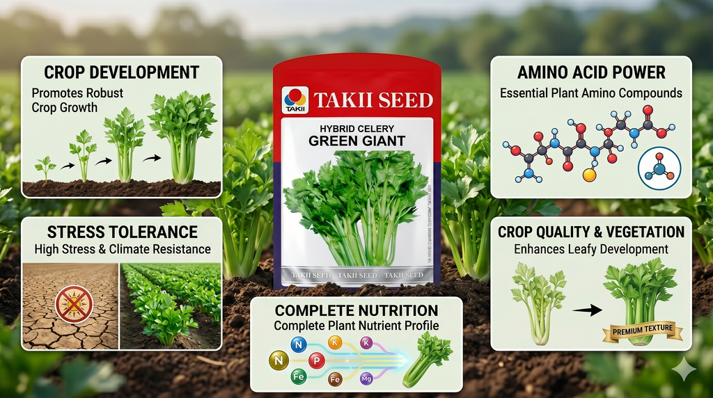 Hybrid Celery Green Giant F1 Seeds | High Yield Dark Green Celery Variety