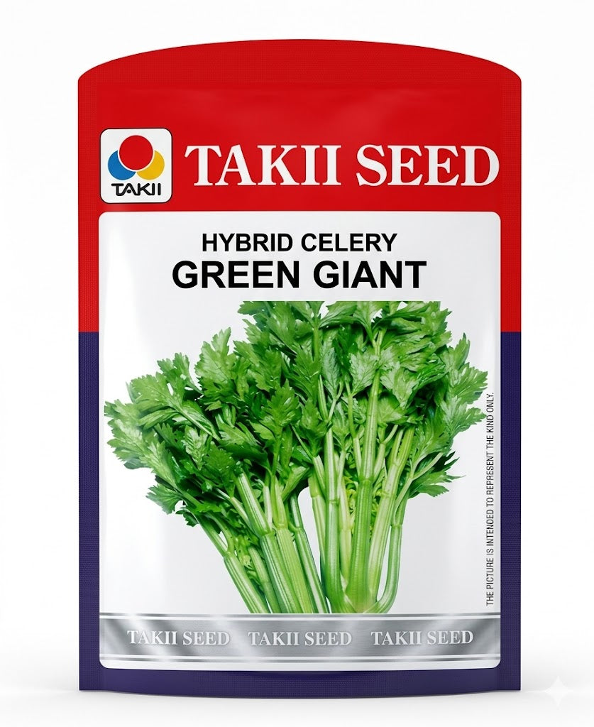 Hybrid Celery Green Giant F1 Seeds | High Yield Dark Green Celery Variety